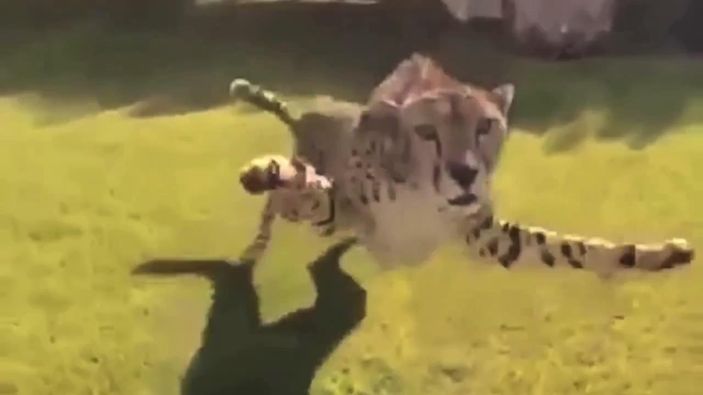 Drone'lara saldıran hayvanlar İZLE