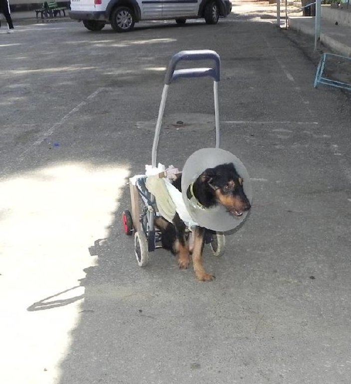 Veterinerden felçli köpeğe pazar arabasından yürüteç