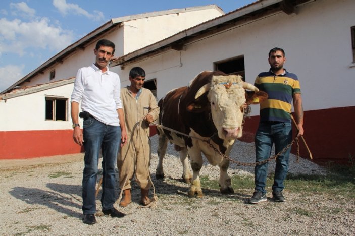 Çorum'da yetişen iki tonluk boğa satıldı