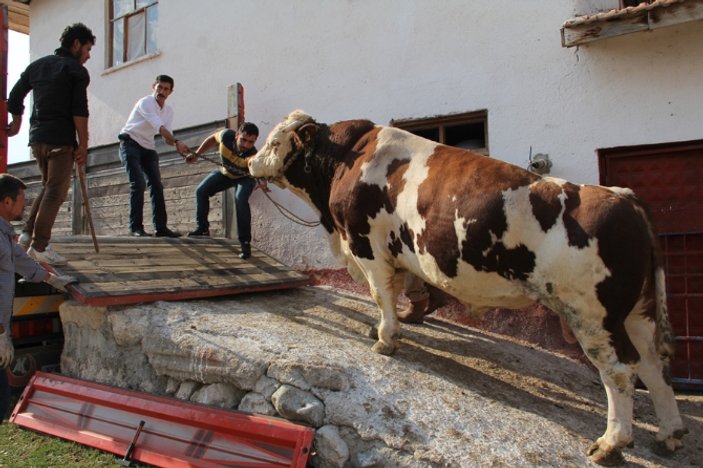 Çorum'da yetişen iki tonluk boğa satıldı