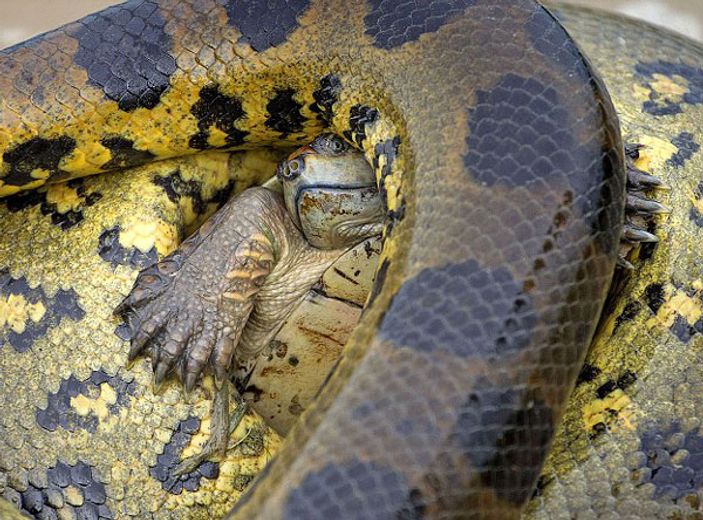 Kaplumbağanın anakondaya karşı verdiği hayat mücadelesi
