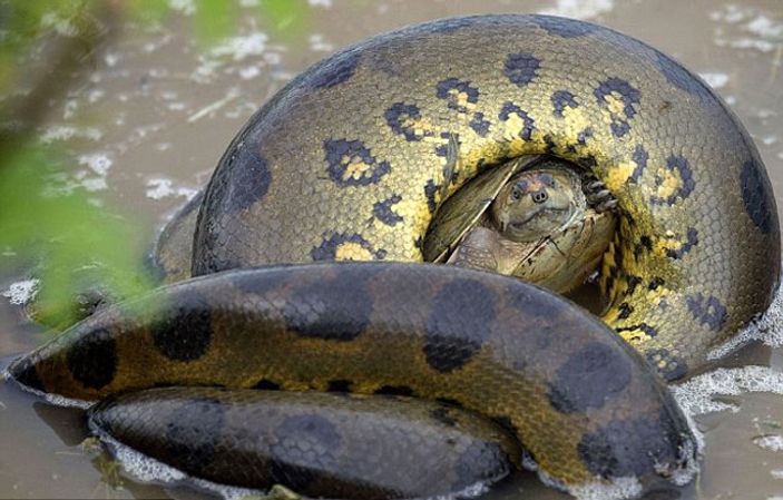 Kaplumbağanın anakondaya karşı verdiği hayat mücadelesi