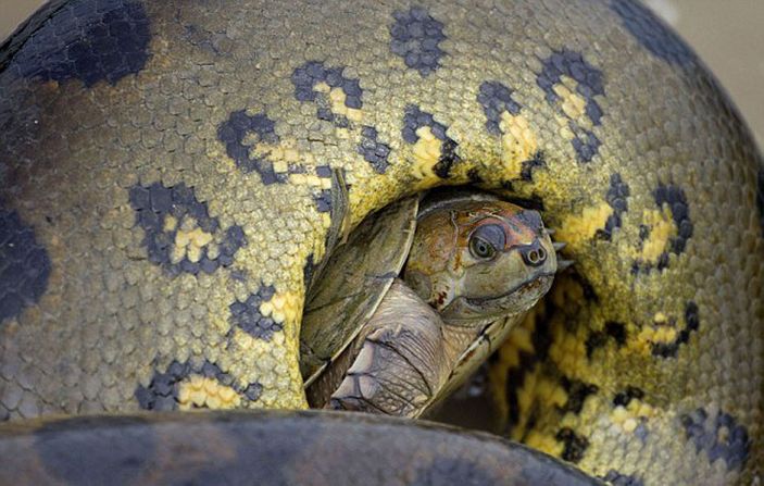 Kaplumbağanın anakondaya karşı verdiği hayat mücadelesi