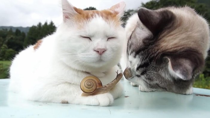 İki sevimli kedinin salyangozla tanışma anı