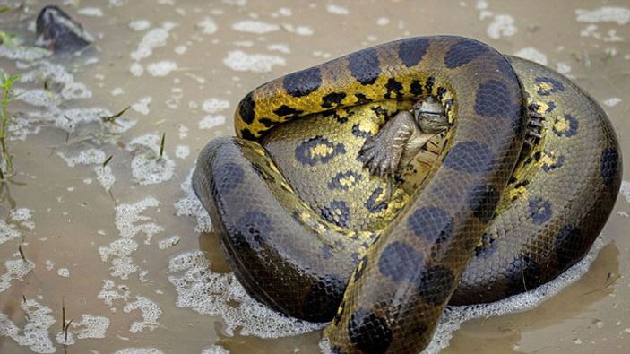 Kaplumbağanın anakondaya karşı verdiği hayat mücadelesi