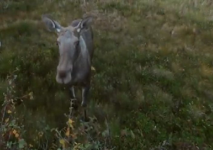 Yanına yaklaşan drone'la oynamaya çalışan geyik İZLE