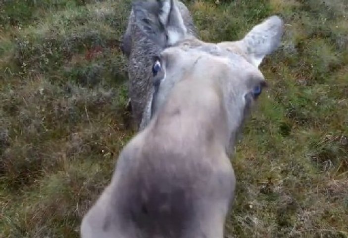 Yanına yaklaşan drone'la oynamaya çalışan geyik İZLE