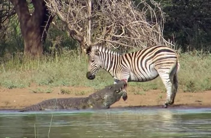 Zebra timsahtan ayağını kurtardı