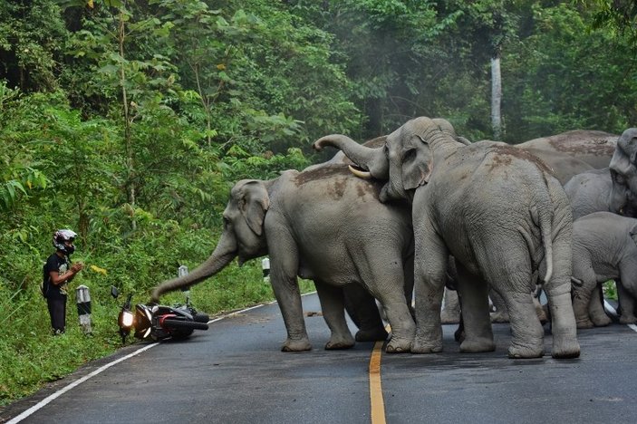 Tayland'da fil sürüsü motosiklet sürücüsüne saldırdı