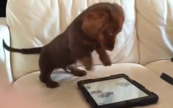 Bu köpek iPad'le oynuyor