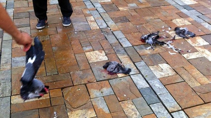 İzmir'de güvercinleri ezen sürücüden tepki çeken savunma