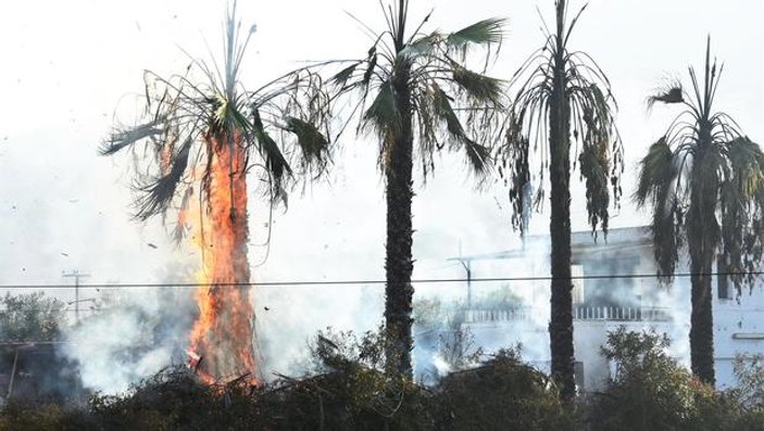 Bodrum'da palmiyeler ateşe verildi