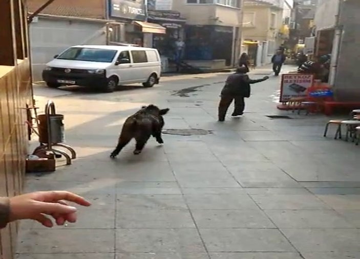 Beykoz'da yaban domuzu paniği İZLE