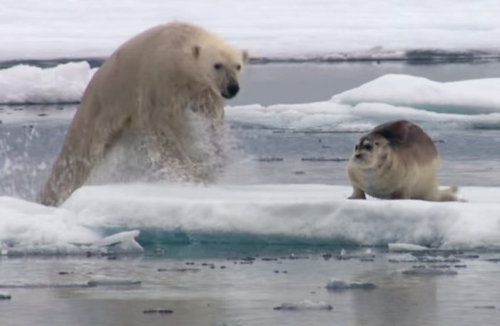 Kutup ayısının denizaslanı avı İZLE