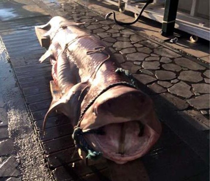 Ege'de 3.5 metrelik köpek balığı yakaladılar