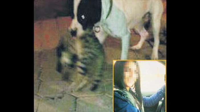 Samsun'da genç kız köpeğine kedileri parçalattı