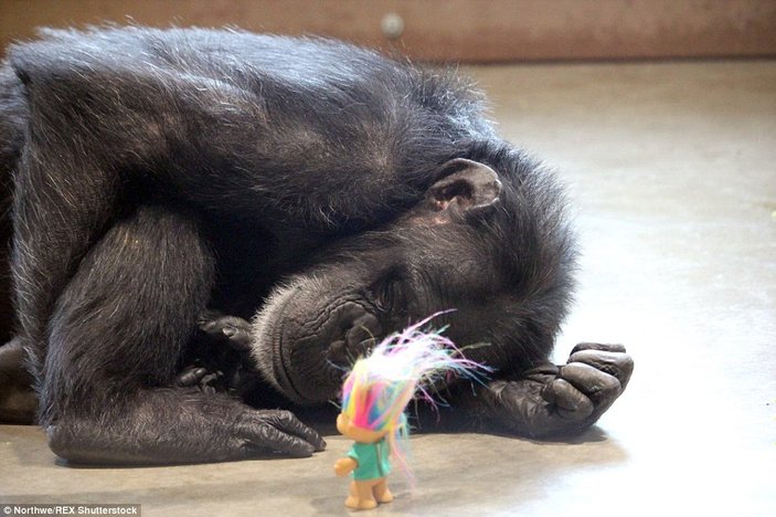Oyuncağından vazgeçmeyen şempanze