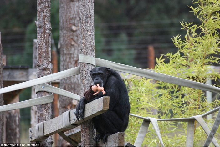 Oyuncağından vazgeçmeyen şempanze