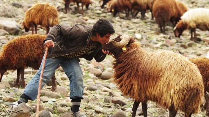 15 yaşındaki Iğdırlı çoban insanlık dersi verdi