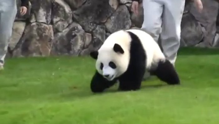 Yaramaz pandanın sevimli halleri İZLE