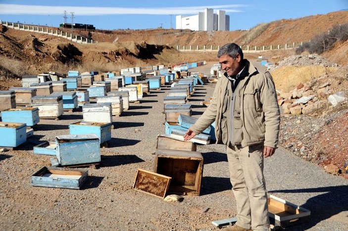 Tunceli'de bir ayı 60 arı kovanını parçaladı