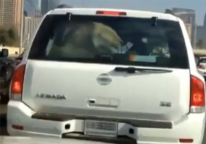 Dubai'de bir cipin bagajında aslan görüldü İZLE