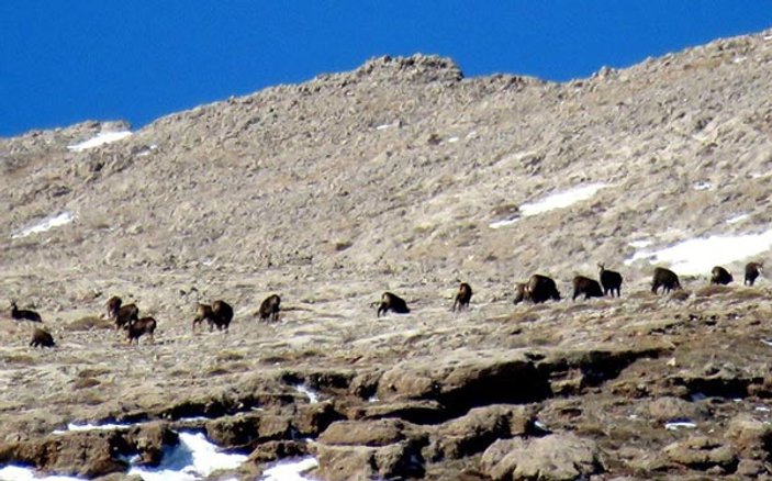 Nesli tükenen dağ keçileri Tunceli'de görüldü