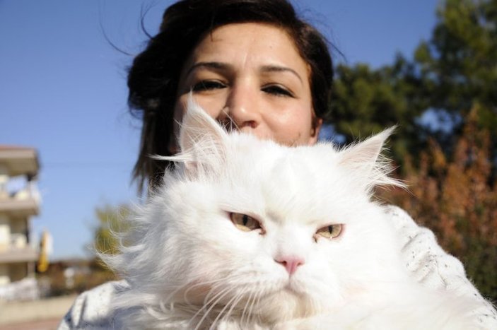 Evde kedi beslemeye mahkeme onayı çıktı