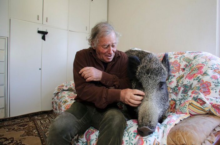 İtalya'da yaşlı adam evinde yaban domuzu besliyor