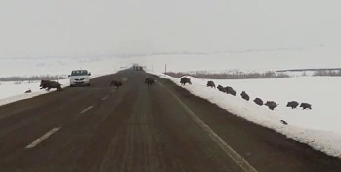 Erzurum'da domuz sürüsü karayoluna çıktı