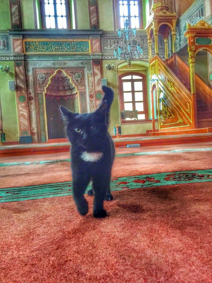 Cami imamının kedi sevgisi internette fenomen oldu