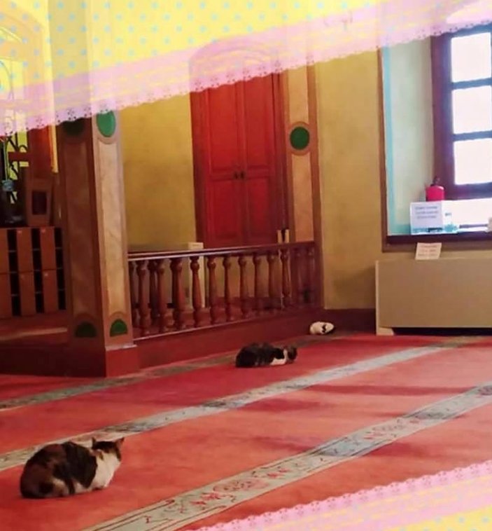 Cami imamının kedi sevgisi internette fenomen oldu