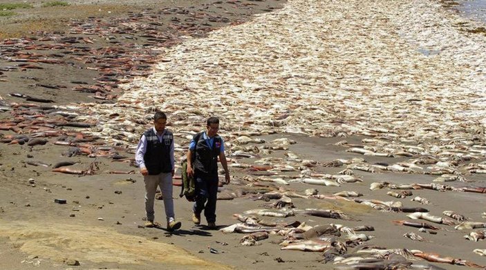 Şili'de binlerce balık karaya vurdu