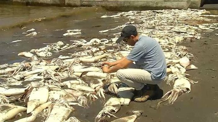 Şili'de binlerce balık karaya vurdu