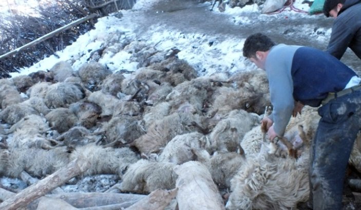 Ahır çöktü: 110 koyun telef oldu