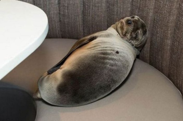 Aç kalan yavru denizaslanı girdiği restoranda uyuyakaldı