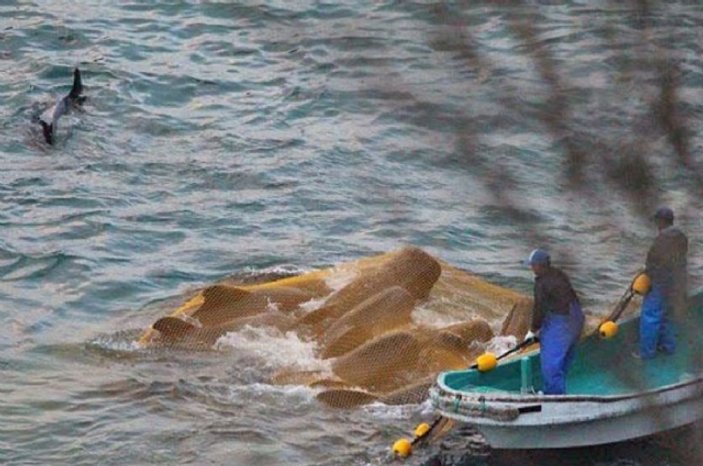 Taiji koyu balina katliamıyla renk değiştirdi