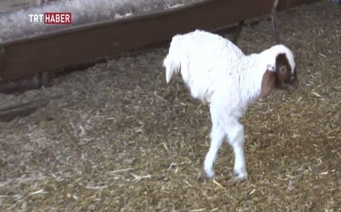 Doğuştan arka ayakları olmayan minik kuzu İZLE