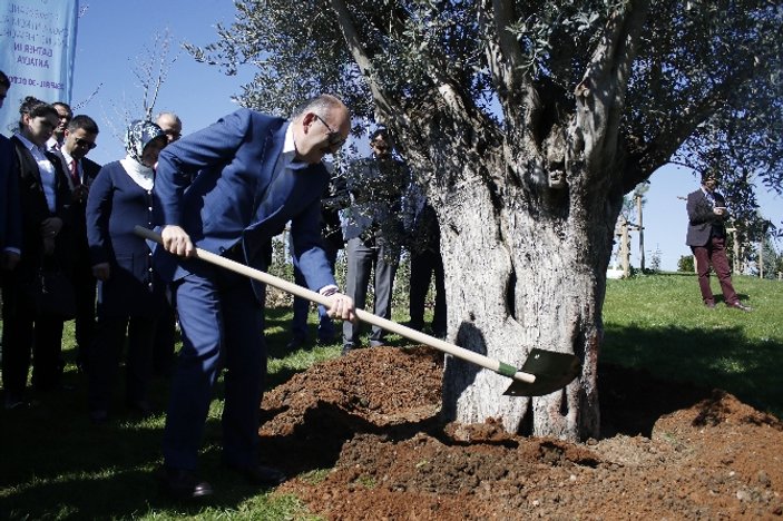 Bakan Müezzinoğlu 415 yıllık zeytin ağacı dikti