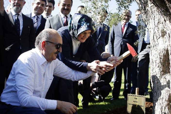 Bakan Müezzinoğlu 415 yıllık zeytin ağacı dikti