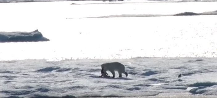 Aç kalınca yavru kutup ayısını yedi