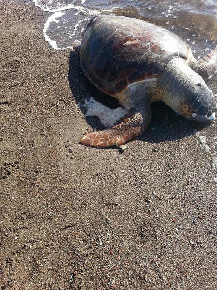 Marmaris sahiline ölü caretta caretta vurdu