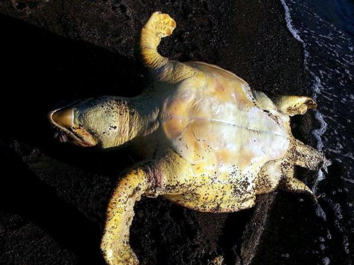 Marmaris sahiline ölü caretta caretta vurdu