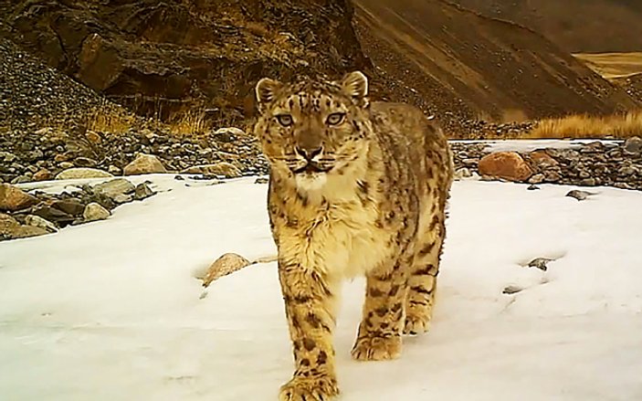 Kar leoparı kameraya yakalandı
