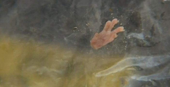 Sosisten fare bacağı çıktı