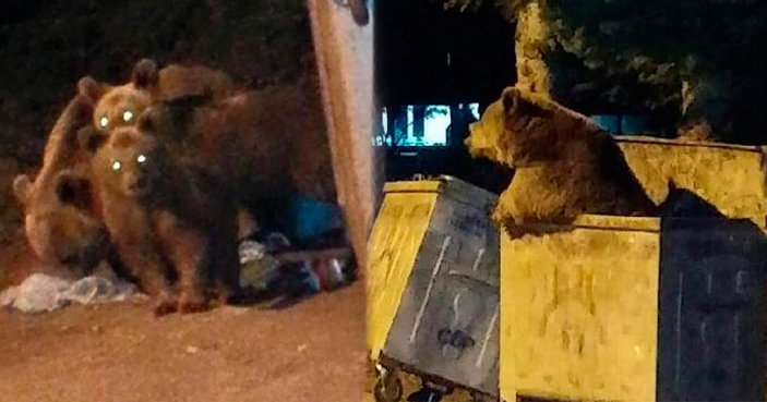 Uludağ'da aç kalan ayılar çöpte yiyecek aradı