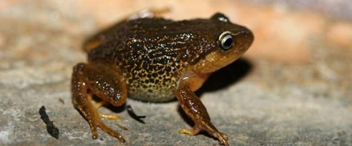 Kolombiya'da yeni kurbağa türü keşfedildi