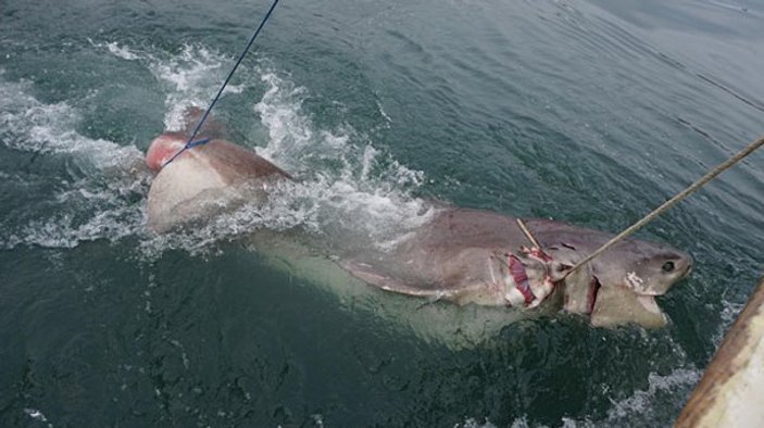 Dev köpek balığı Marmara Denizi'nde yakalandı
