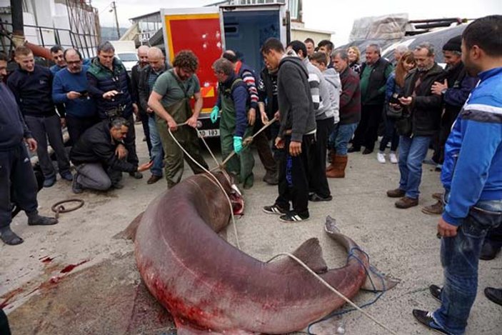 Dev köpek balığı Marmara Denizi'nde yakalandı
