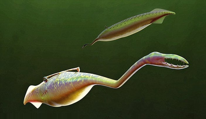 300 milyon yıllık dünyanın en garip yaratığı bulundu